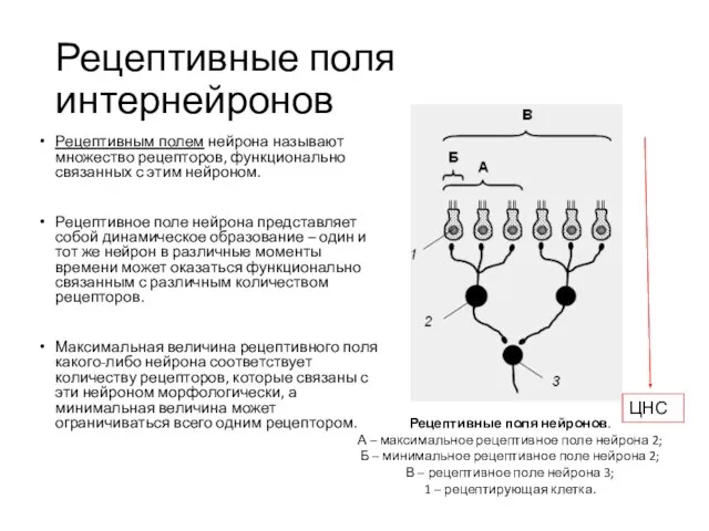 Рецептивные поля интернейронов Рецептивным полем нейрона называют множество рецепторов, функционально связанных с