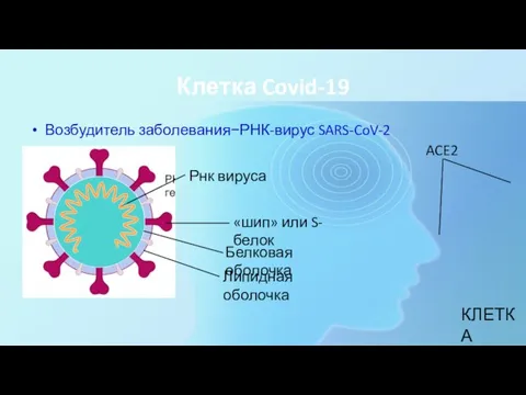 Клетка Covid-19 Возбудитель заболевания−РНК-вирус SARS-CoV-2 Рнк вируса «шип» или S-белок Липидная оболочка Белковая оболочка КЛЕТКА ACE2