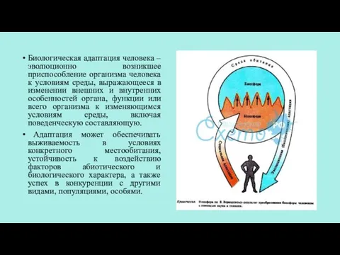 Биологическая адаптация человека – эволюционно возникшее приспособление организма человека к условиям среды,