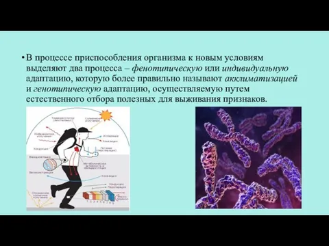 В процессе приспособления организма к новым условиям выделяют два процесса – фенотипическую