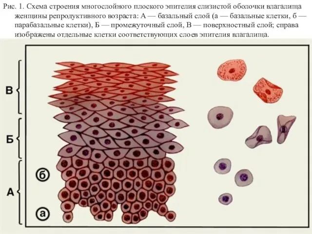 Рис. 1. Схема строения многослойного плоского эпителия слизистой оболочки влагалища женщины репродуктивного