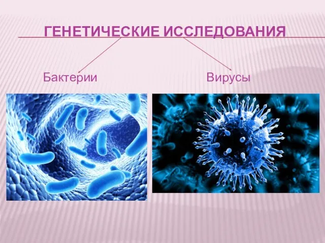 ГЕНЕТИЧЕСКИЕ ИССЛЕДОВАНИЯ Бактерии Вирусы