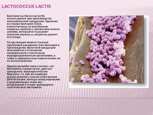 LACTOCOCCUS LACTIS Бактерии Lactococcus lactis используются при производстве кисломолочной продукции. Удаление из