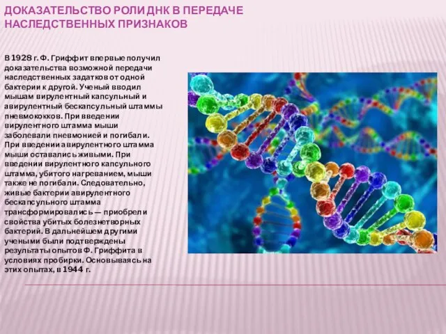 ДОКАЗАТЕЛЬСТВО РОЛИ ДНК В ПЕРЕДАЧЕ НАСЛЕДСТВЕННЫХ ПРИЗНАКОВ В 1928 г. Ф. Гриффит
