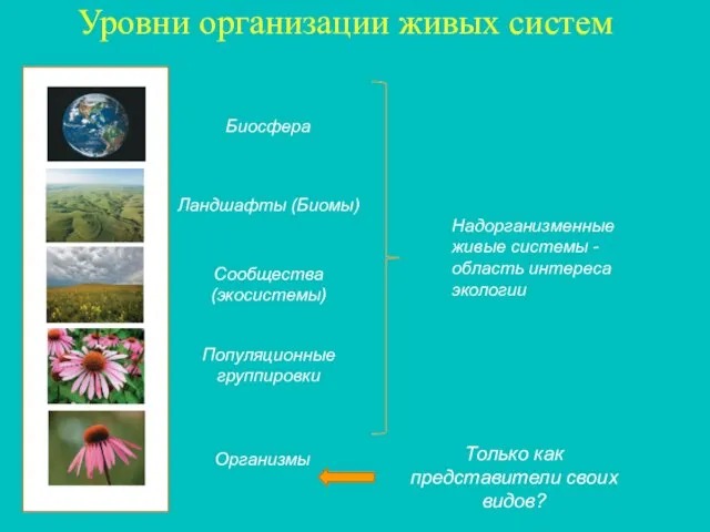 Уровни организации живых систем Организмы Популяционные группировки Сообщества (экосистемы) Ландшафты (Биомы) Биосфера
