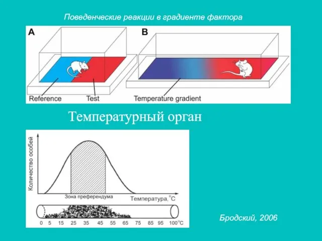 Поведенческие реакции в градиенте фактора Температурный орган Бродский, 2006