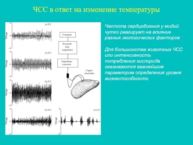 ЧСС в ответ на изменение температуры Частота сердцебиения у мидий чутко реагирует