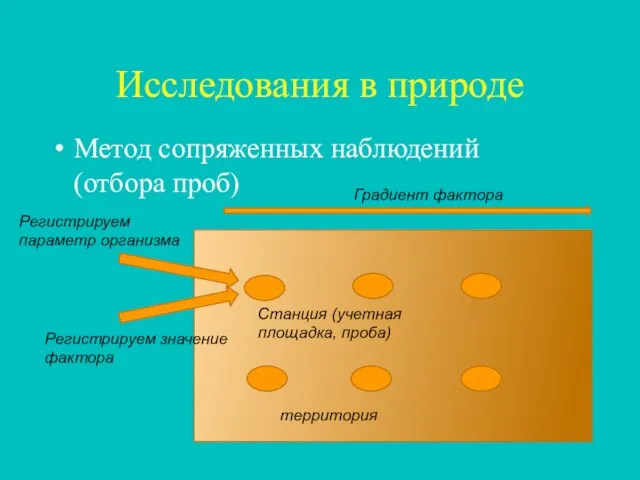 Исследования в природе Метод сопряженных наблюдений (отбора проб) территория Градиент фактора Станция