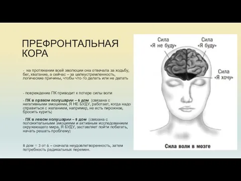 ПРЕФРОНТАЛЬНАЯ КОРА - на протяжении всей эволюции она отвечала за ходьбу, бег,