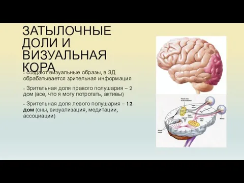 ЗАТЫЛОЧНЫЕ ДОЛИ И ВИЗУАЛЬНАЯ КОРА - создают визуальные образы, в ЗД обрабатывается