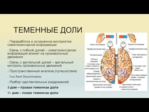 ТЕМЕННЫЕ ДОЛИ - Переработка и осознанное восприятие соматосенсорной информации - Связь с