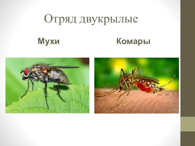 Отряд двукрылые Мухи Комары
