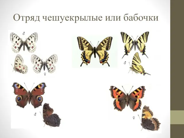 Отряд чешуекрылые или бабочки