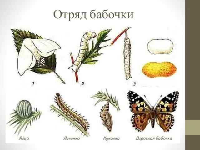 Отряд бабочки