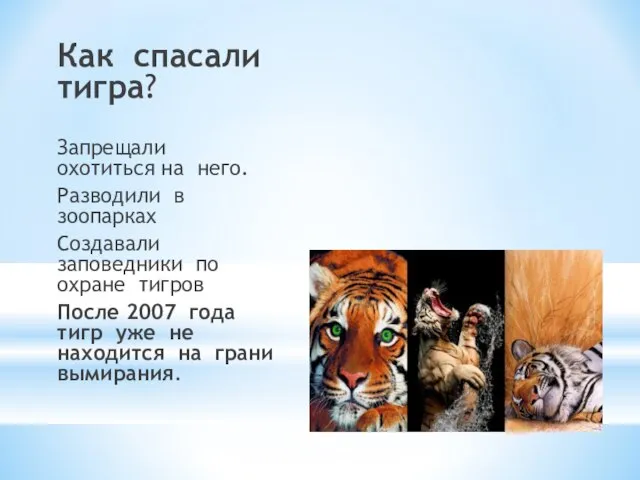 Как спасали тигра? Запрещали охотиться на него. Разводили в зоопарках Создавали заповедники