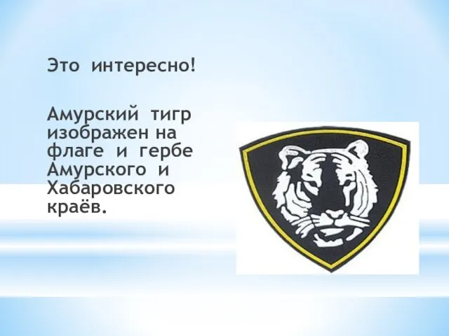Это интересно! Амурский тигр изображен на флаге и гербе Амурского и Хабаровского краёв.