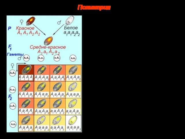 Явление полимерии было открыто в 1908 г. при изучении окраски зерновки у