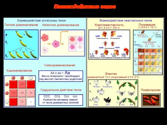 Взаимодействие генов
