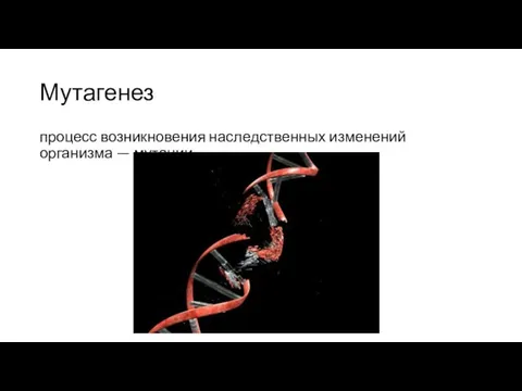 Мутагенез процесс возникновения наследственных изменений организма — мутации.