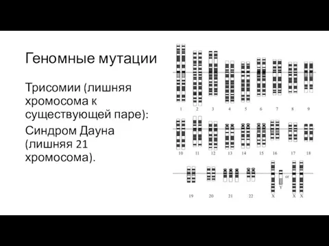 Геномные мутации Трисомии (лишняя хромосома к существующей паре): Синдром Дауна (лишняя 21 хромосома).