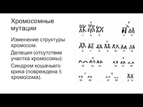 Хромосомные мутации Изменение структуры хромосом. Делеция (отсутствие участка хромосомы): Синдром кошачьего крика (повреждена 5 хромосома).