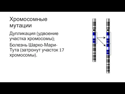 Хромосомные мутации Дупликация (удвоение участка хромосомы); Болезнь Шарко-Мари-Тута (затронут участок 17 хромосомы).