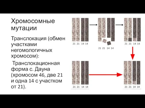Хромосомные мутации Транслокация (обмен участками негомологичных хромосом): Транслокационная форма с. Дауна (хромосом