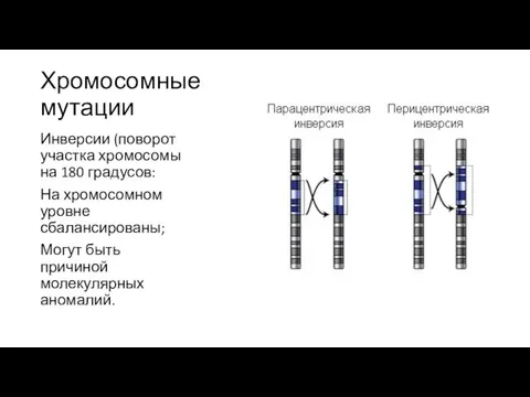 Хромосомные мутации Инверсии (поворот участка хромосомы на 180 градусов: На хромосомном уровне