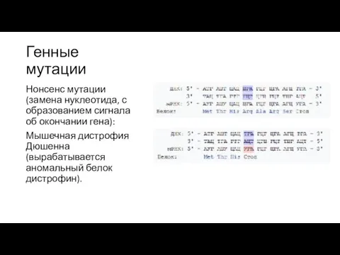 Генные мутации Нонсенс мутации (замена нуклеотида, с образованием сигнала об окончании гена):