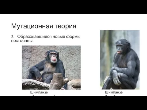Мутационная теория 2. Образовавшиеся новые формы постоянны. Шимпанзе обыкновенный Шимпанзе бонобо