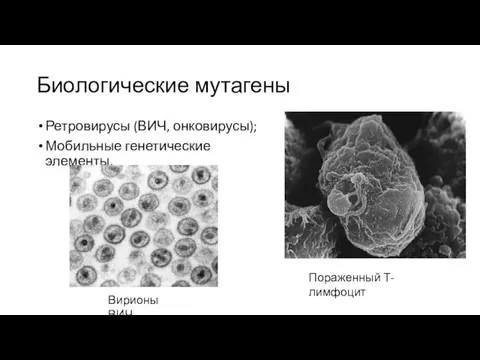 Биологические мутагены Ретровирусы (ВИЧ, онковирусы); Мобильные генетические элементы. Вирионы ВИЧ Пораженный Т-лимфоцит