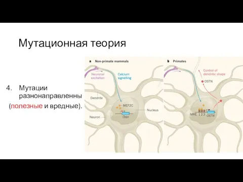 Мутационная теория Мутации разнонаправленны (полезные и вредные).