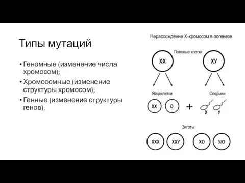 Типы мутаций Геномные (изменение числа хромосом); Хромосомные (изменение структуры хромосом); Генные (изменение структуры генов).