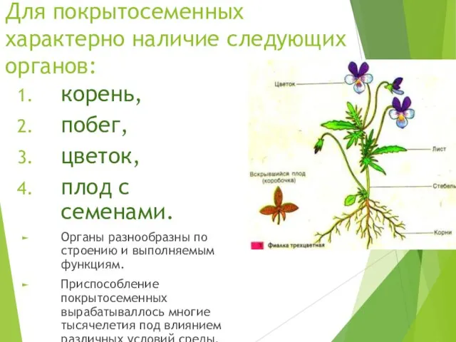 Для покрытосеменных характерно наличие следующих органов: корень, побег, цветок, плод с семенами.