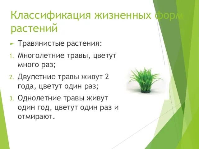 Классификация жизненных форм растений Травянистые растения: Многолетние травы, цветут много раз; Двулетние