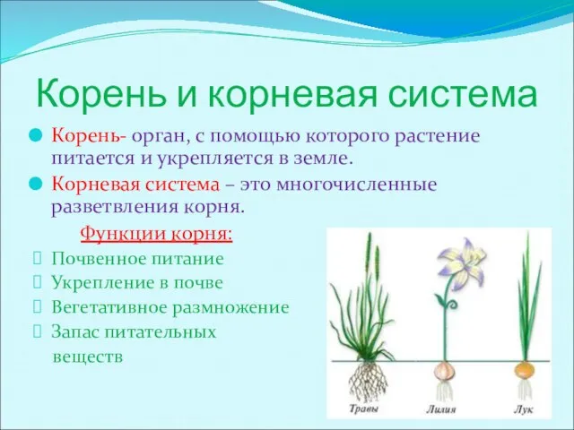Корень и корневая система Корень- орган, с помощью которого растение питается и