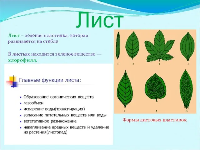 Лист Лист – зеленая пластинка, которая развивается на стебле В листьях находится