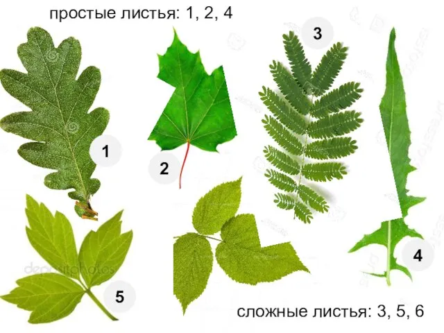 6 1 2 3 4 5 простые листья: 1, 2, 4 сложные листья: 3, 5, 6