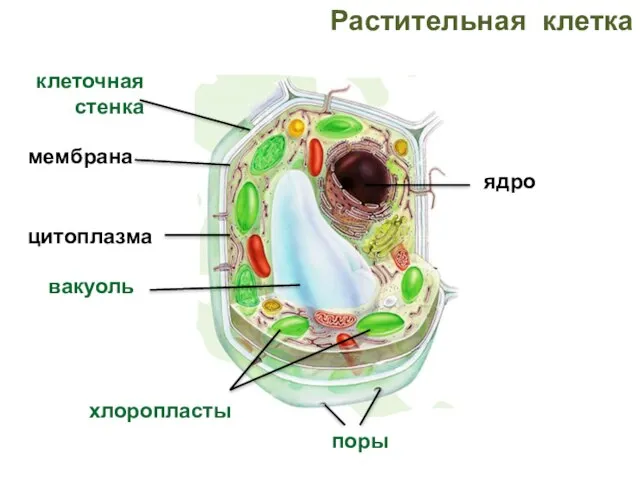 Растительная клетка мембрана цитоплазма ядро вакуоль клеточная стенка хлоропласты поры