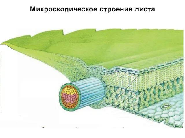Микроскопическое строение листа