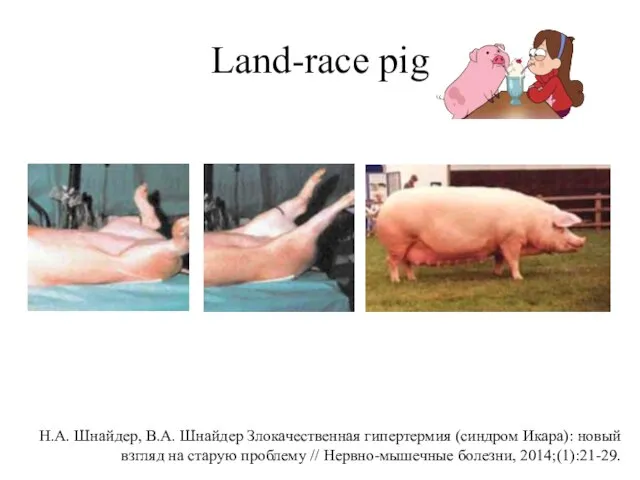 Land-race pig Н.А. Шнайдер, В.А. Шнайдер Злокачественная гипертермия (синдром Икара): новый взгляд