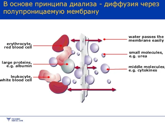 middle molecules, e.g. cytokines water passes the membrane easily erythrocyte, red blood