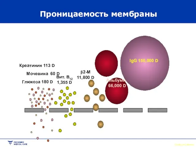 Проницаемость мембраны Слайд дж.Симонса