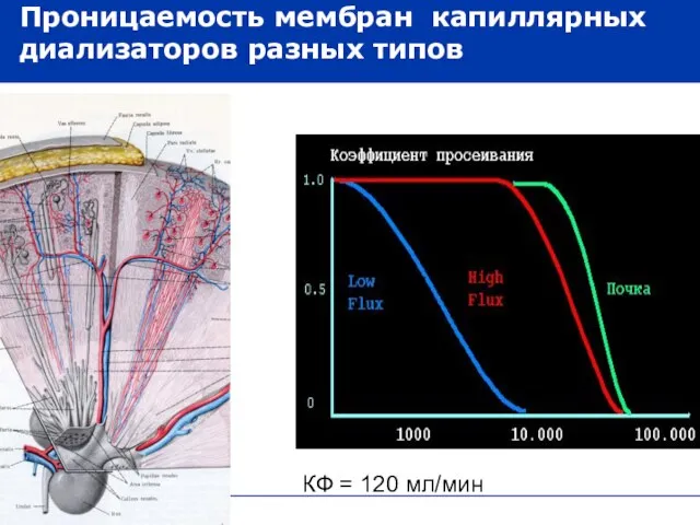 КФ = 120 мл/мин Проницаемость мембран капиллярных диализаторов разных типов