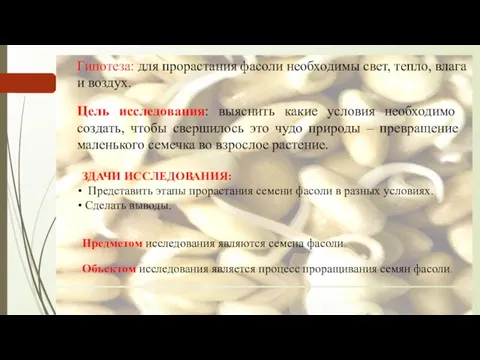 Цель исследования: выяснить какие условия необходимо создать, чтобы свершилось это чудо природы