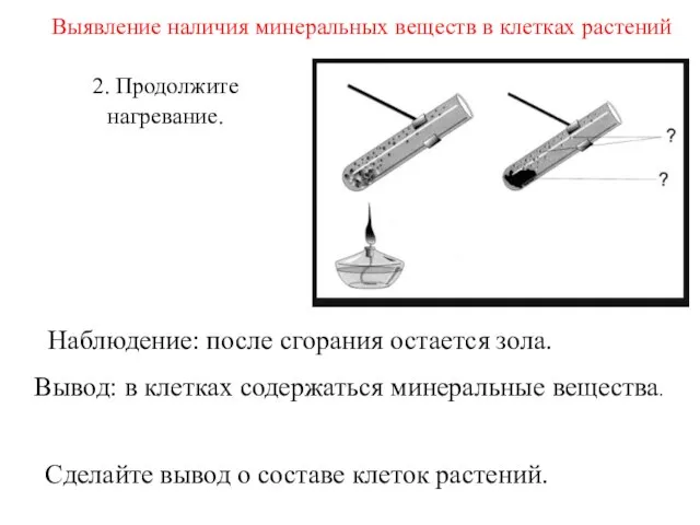 2. Продолжите нагревание. Выявление наличия минеральных веществ в клетках растений Наблюдение: после