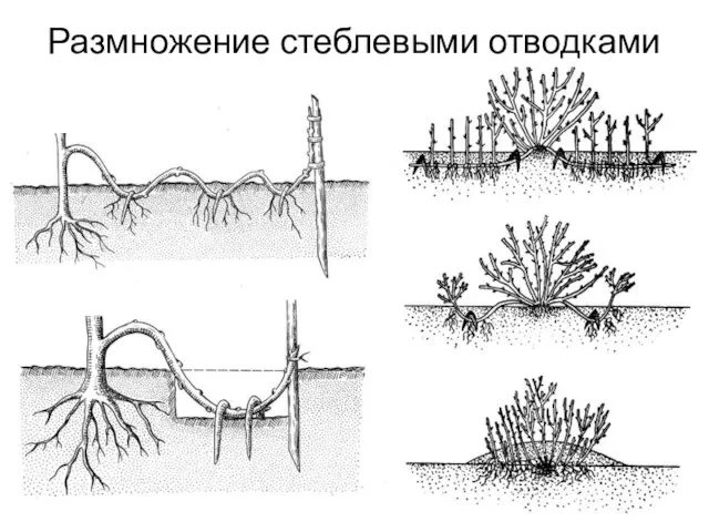 Размножение стеблевыми отводками