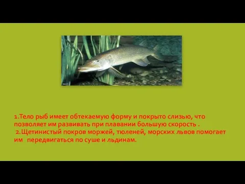 1.Тело рыб имеет обтекаемую форму и покрыто слизью, что позволяет им развивать