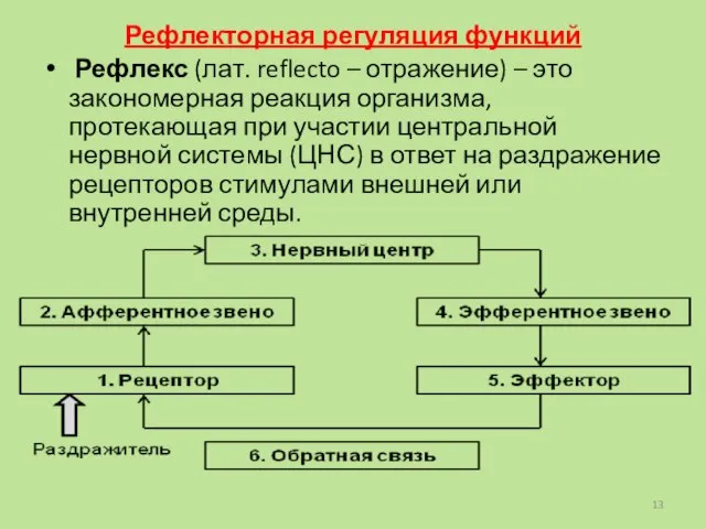 Рефлекторная регуляция функций Рефлекс (лат. reflecto – отражение) – это закономерная реакция