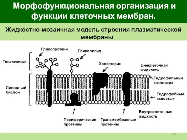 Морфофункциональная организация и функции клеточных мембран. Жидкостно-мозаичная модель строения плазматической мембраны